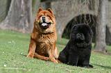 CHOW CHOW 720